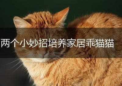 两个小妙招培养家居乖猫猫