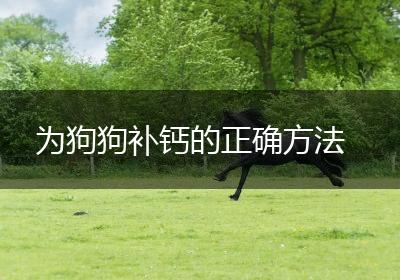 为狗狗补钙的正确方法