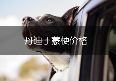 丹迪丁蒙梗价格