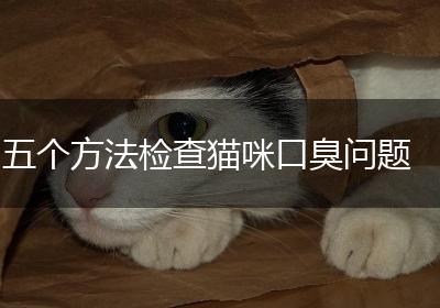 五个方法检查猫咪口臭问题