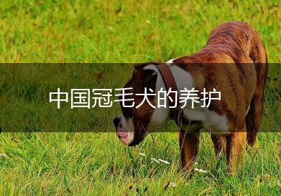 中国冠毛犬的养护