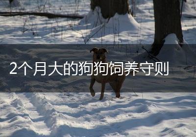 2个月大的狗狗饲养守则