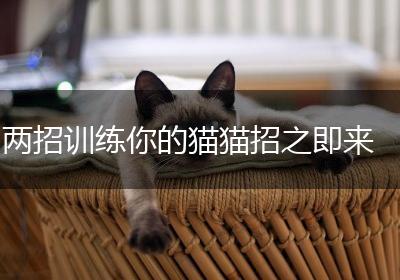 两招训练你的猫猫招之即来