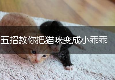 五招教你把猫咪变成小乖乖