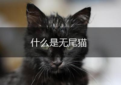 什么是无尾猫
