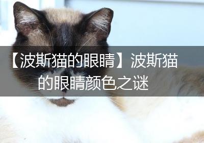 【波斯猫的眼睛】波斯猫的眼睛颜色之谜