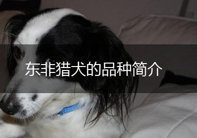 东非猎犬的品种简介