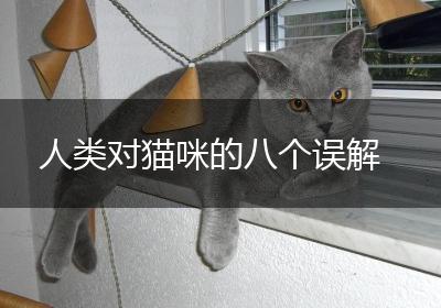 人类对猫咪的八个误解