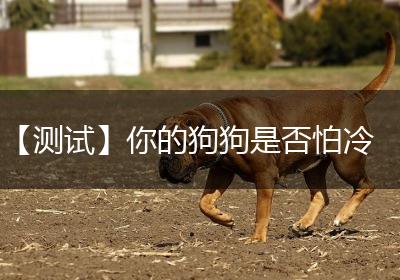 【测试】你的狗狗是否怕冷