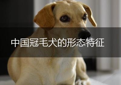 中国冠毛犬的形态特征