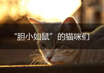 “胆小如鼠”的猫咪们