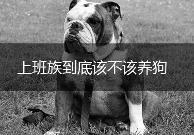 上班族到底该不该养狗
