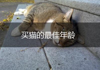 买猫的最佳年龄