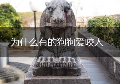 为什么有的狗狗爱咬人