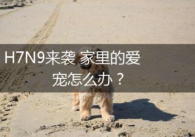 H7N9来袭 家里的爱宠怎么办？