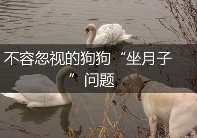 不容忽视的狗狗“坐月子”问题