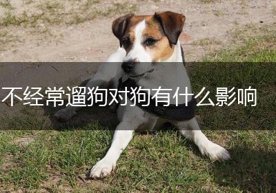 不经常遛狗对狗有什么影响