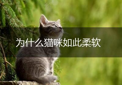 为什么猫咪如此柔软