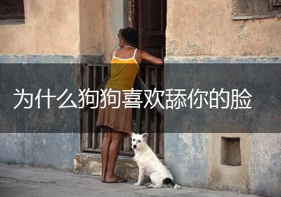 为什么狗狗喜欢舔你的脸