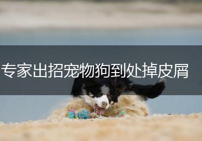 专家出招宠物狗到处掉皮屑