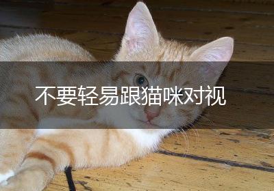 不要轻易跟猫咪对视