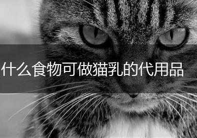 什么食物可做猫乳的代用品