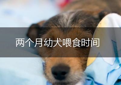 两个月幼犬喂食时间