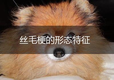 丝毛梗的形态特征
