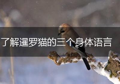 了解暹罗猫的三个身体语言