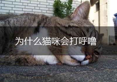 为什么猫咪会打呼噜