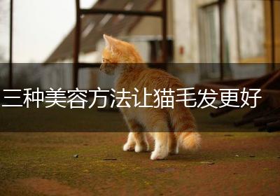 三种美容方法让猫毛发更好