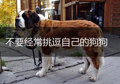 不要经常挑逗自己的狗狗
