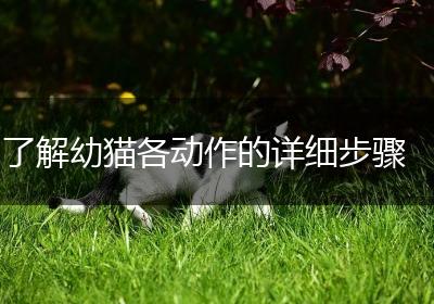 了解幼猫各动作的详细步骤