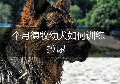 一个月德牧幼犬如何训练拉尿
