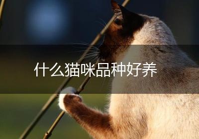 什么猫咪品种好养