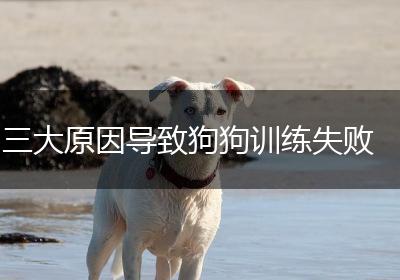 三大原因导致狗狗训练失败