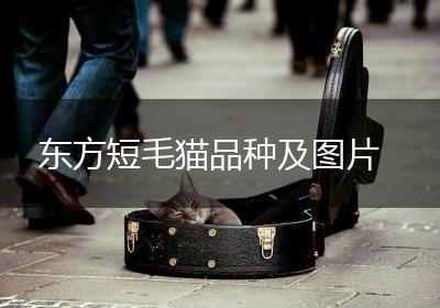 东方短毛猫品种及图片