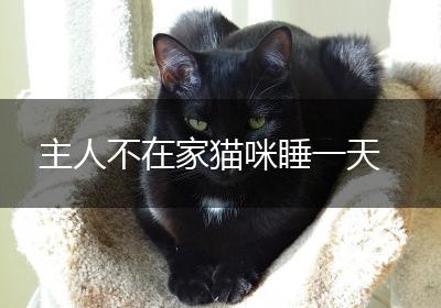 主人不在家猫咪睡一天