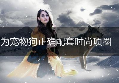 为宠物狗正确配套时尚项圈