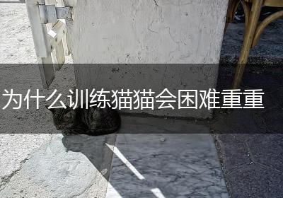 为什么训练猫猫会困难重重