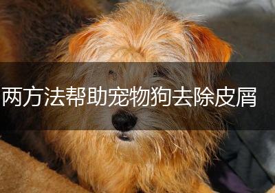 两方法帮助宠物狗去除皮屑