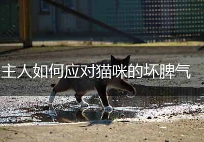 主人如何应对猫咪的坏脾气