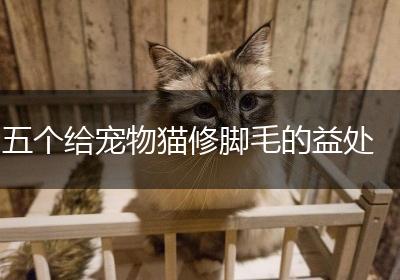 五个给宠物猫修脚毛的益处