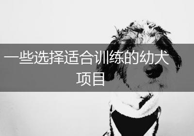 一些选择适合训练的幼犬项目