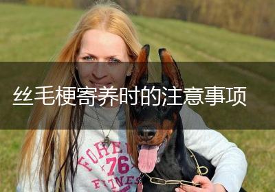丝毛梗寄养时的注意事项