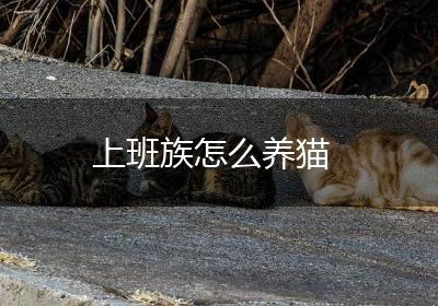 上班族怎么养猫