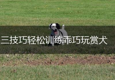 三技巧轻松训练乖巧玩赏犬