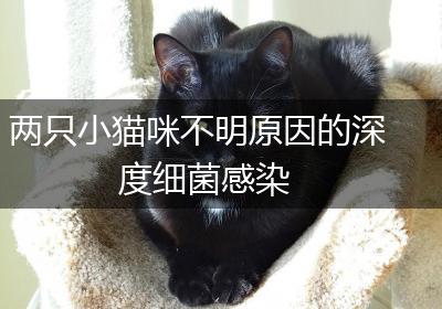 两只小猫咪不明原因的深度细菌感染