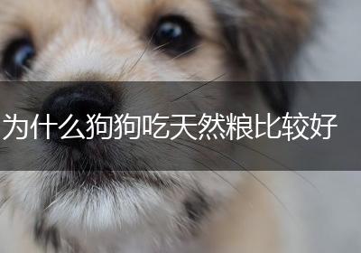为什么狗狗吃天然粮比较好