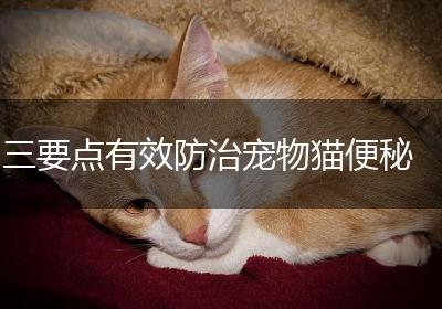 三要点有效防治宠物猫便秘